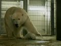 Polar bear baby makes an appearance with mum Polar bear baby makes an appearance with mum
