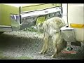 Mossy Oak - Coyote Fights Her Reflection Mossy Oak - Coyote Fights Her Reflection