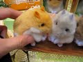 Roboitc Yume Hamster @ Tokyo Toy Show