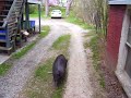 Pet Pig Takes a Walk