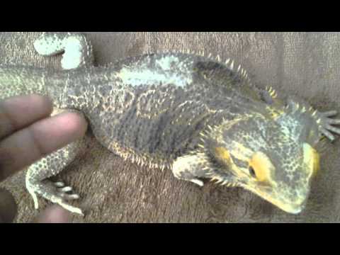 how to cure impaction bearded dragon
