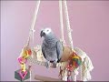 zo-chante-disco-duck-.html
