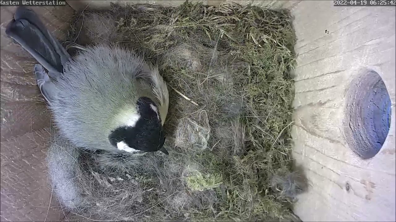 Erstes Ei in Lüdenscheid, 3. Ei in Siegen und Gaga-Kohlmeise | 18.04.2022