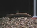 Feeding clip of Phractolaemus ansorgii aka African mudfish Feeding clip of Phractolaemus ansorgii aka African mudfish