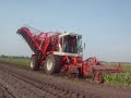 vervaet bieten rooier vervaet bieten rooier