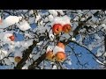 Schnee im Sommer 2010