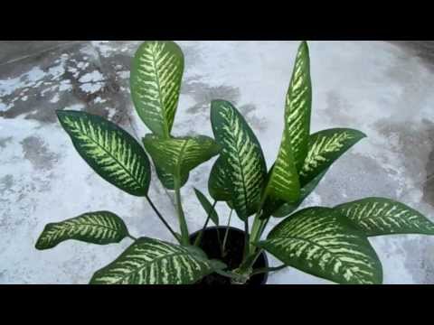 PHYSINEWS.COM HEALTH TIPS DEADLY PLANT My Son Died for This Damn Plant It Is Urgent That Everyone Knows, Kills a Child In 1 Minute and an Adult in 15!