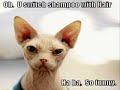 Funny Cats