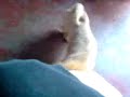 MI PITBULL  2009