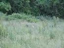 Wild Coyote