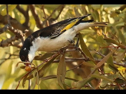 <p>Mistletoes, their relevance to Australian Birds and vice versa!</p>
 video thumbnail