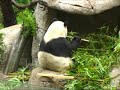 this is just some left over footage from my visit to zhen zhen & bai yun on december 15, 2008. it was such a rainy day that even zhen zhen couldn't get comfortable for her nap. she was on the move again, so i got to video her climbing around in her tree. all the while mom, bai yun, sat eating her bamboo below. despite the cold & dreary weather i had a great visit! enjoy :)