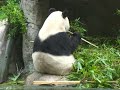 this is just some left over footage from my visit to zhen zhen & bai yun on december 15, 2008. it was such a rainy day that even zhen zhen couldn't get comfortable for her nap. she was on the move again, so i got to video her climbing around in her tree. all the while mom, bai yun, sat eating her bamboo below. despite the cold & dreary weather i had a great visit! enjoy :)