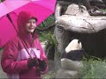 this is just some left over footage from my visit to zhen zhen & bai yun on december 15, 2008. it was such a rainy day that even zhen zhen couldn't get comfortable for her nap. she was on the move again, so i got to video her climbing around in her tree. all the while mom, bai yun, sat eating her bamboo below. despite the cold & dreary weather i had a great visit! enjoy :)