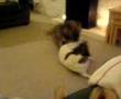 Border Terrier video