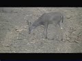 whitetail cull