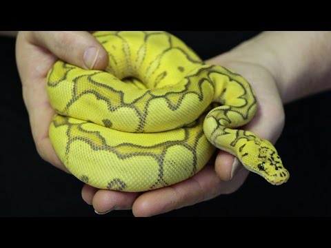 YouTube reptile video