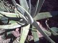 Ciclo de Floraçao  da Aloe Vera de  6 anos -Video-3 por Nivaldo Mota distribuidor forever