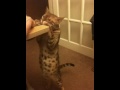 Stretchy Bitey Bengal Kitty (iPhone 3G S Portrait Video)