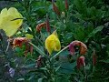Evening Primrose Flowers