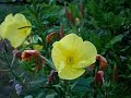 Evening Primrose Flowers Evening Primrose Flowers