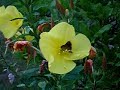Evening Primrose Flowers