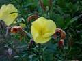 Evening Primrose Flowers