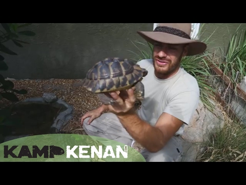 YouTube reptile video
