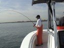 Striped Bass on a Centerpin