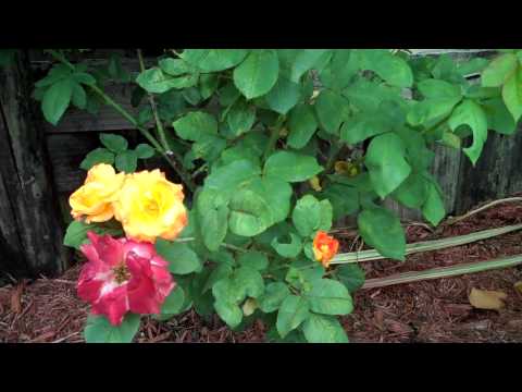 how to fertilize hybrid tea roses