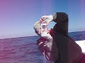 a cool underwater video of catching ballyhoo with a castnet in the florida keys