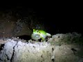 Japanese tree frog calls / ?????????