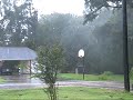 Hurricane Gustav - Tree Falling
