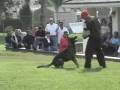 Bernie Schutzhund 1 Protection.wmv