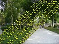 Colonial Williamsburg Trip, Williamsburg, VA, US - Picture