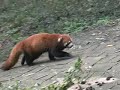Roter Panda