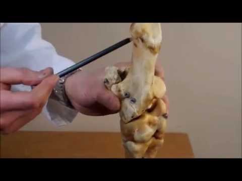 Скелет стопы крупного рогатого скота