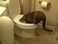 Waiting for Cat Chow