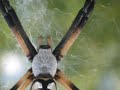 Writing Spider in Action