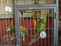Bonnie and Clyde Hahns macaws chattering