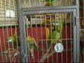 Bonnie and Clyde Hahns macaws chattering