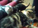 Charlie + kittens: beetje spelen