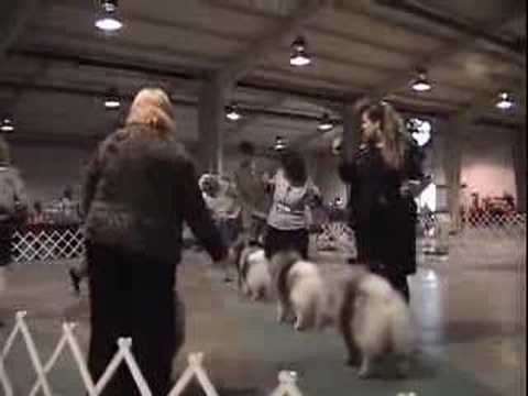 Satine Wins the Buckeye Keeshond ...