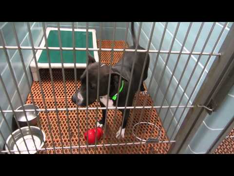 how to isolate a dog with kennel cough