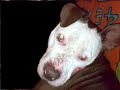 Pitt Bull Diva