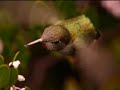 Anna's Hummingbird