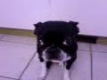 Yoda1