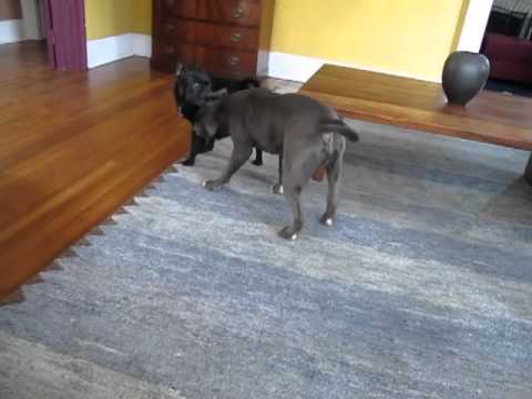 amstaff
