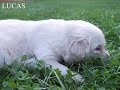 Golden Retriver kiskutya 3 hetes Golden Retriver kiskutya 3 hetes
