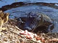 Cat Vs. Alligator